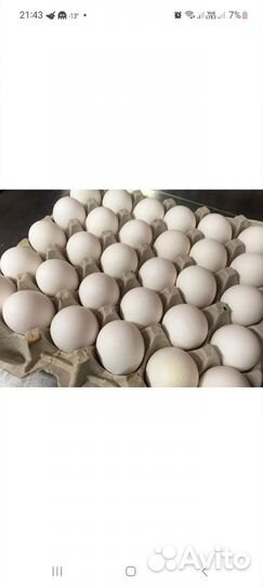 Инкубационное яйцо