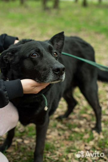 Дарт очень тоскует в приюте (Собака из приюта)