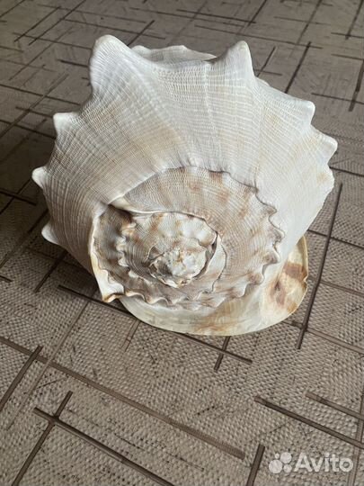 Ракушка морская большая