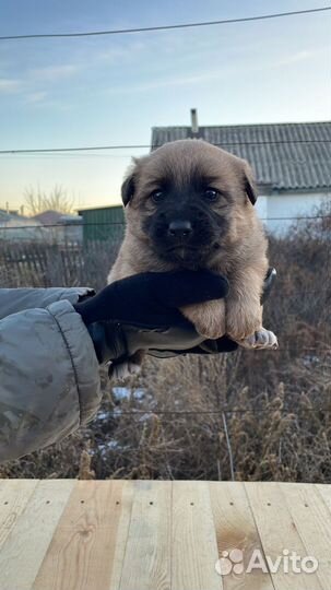 Отдам в добрые руки