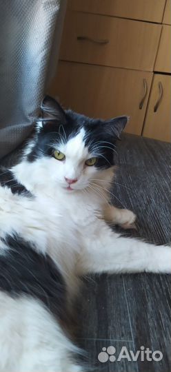 Кот