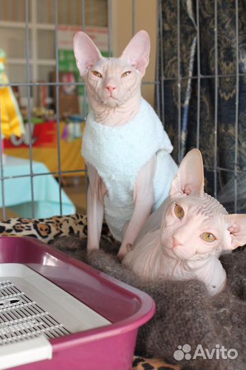 Донской сфинкс