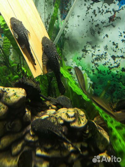 Аквариумные рыбки