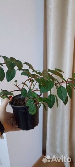 Фуксия Rocket Fire(Пламя Ракеты). Маринка