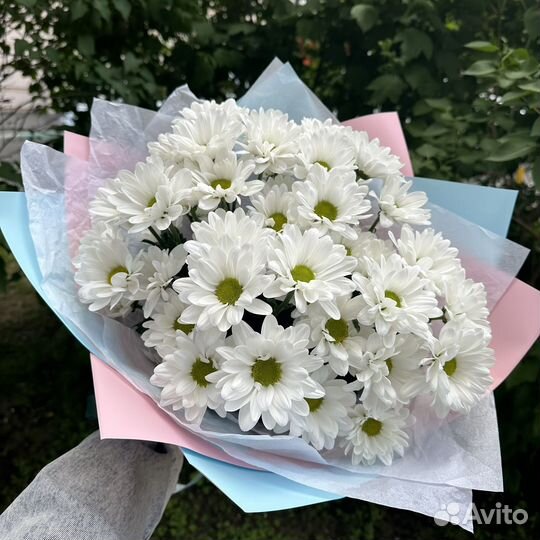 Хризантема кустовая букет цветы