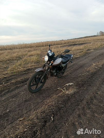 Рейсер тигр
