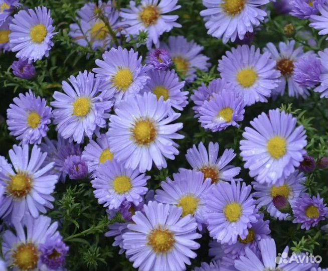 Сентябринки