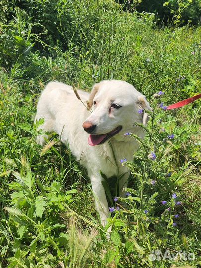 Милашка Белочка