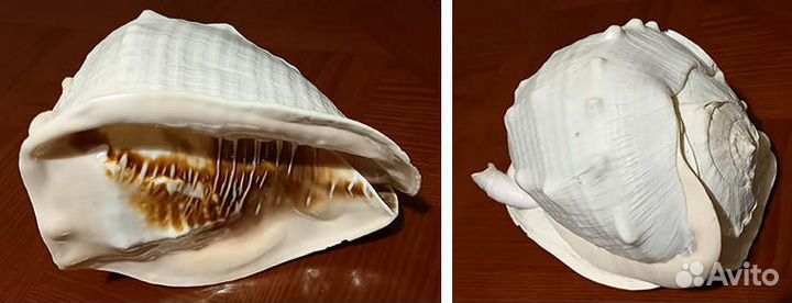 Крупные коллекционные морские раковины