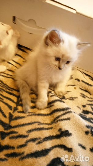 Сиамские котята бесплатно