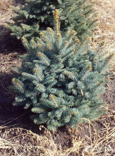 Ель саженцы Глаука Экстра из питомника
