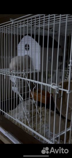 Отдам хомяка в добрые руки