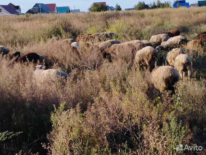 Продам овец