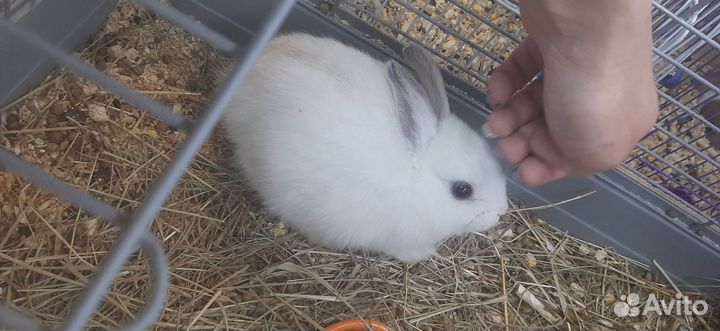 Мини кролики