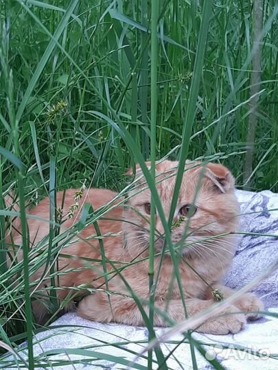 Кошка в дар