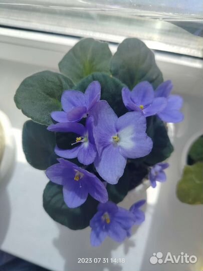 Цветущие фиалки