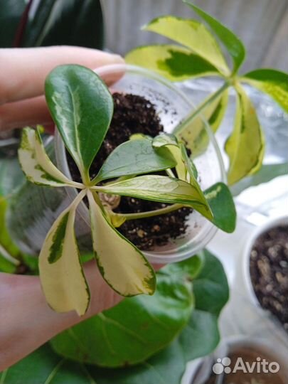 Шефлера вариегатная черенок