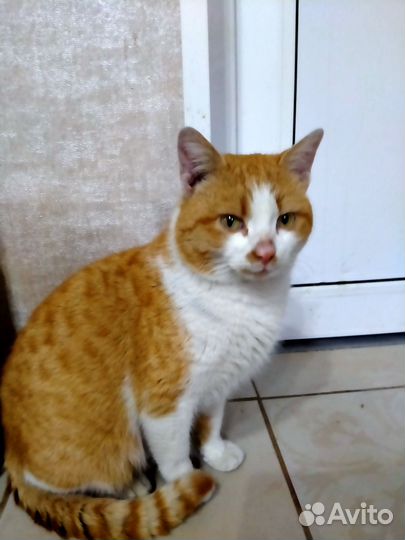 Молодой котик ищет дом