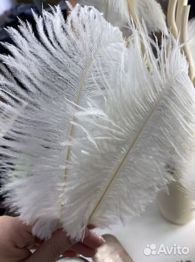 Перо страуса