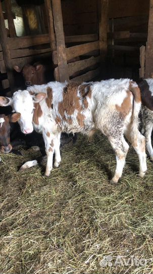 Продам Бычков и телят