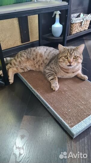 Британец, 2 года