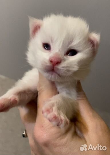 Мейн-кун большой выбор котят