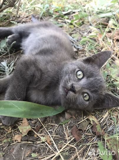 Котенок
