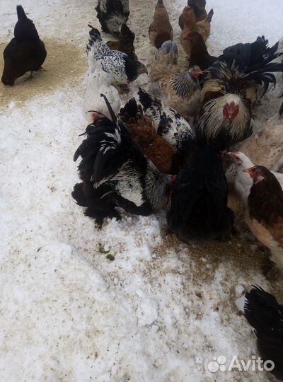 Яйцо куриное на инкубацию