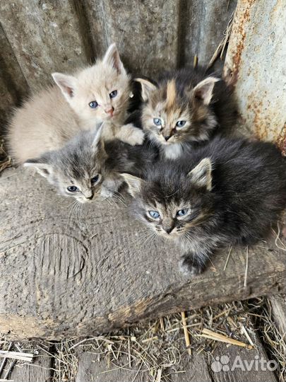 Котята в добрые руки