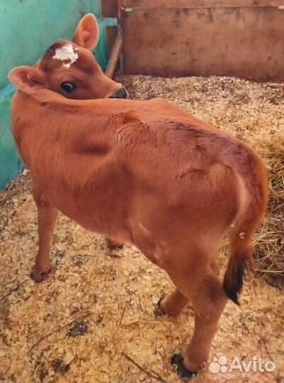 Телята джерси. Племенная пара