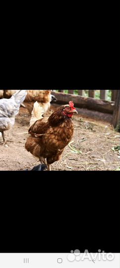 Куры несушки