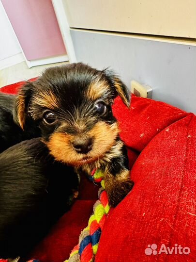 Йоркширский терьер щенки