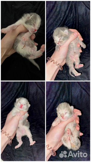 Котята в добрые руки даром