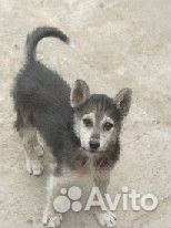 Щенки хаски бесплатно