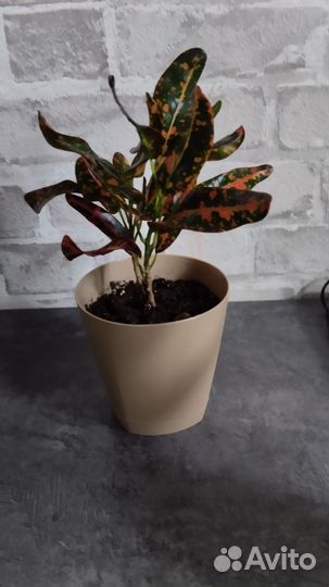 Кротоны (обновляю)