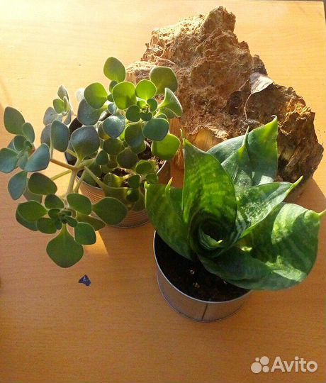 Суккуленты