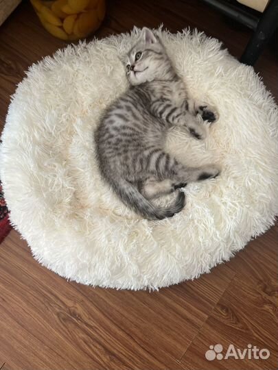 Шотландская вислоухая кот бесплатно