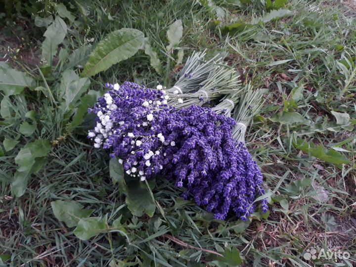 Лаванда сухая