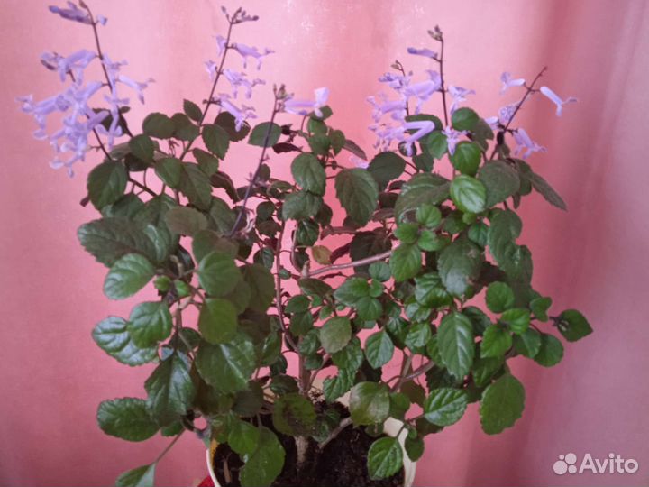 Домашняя сирень