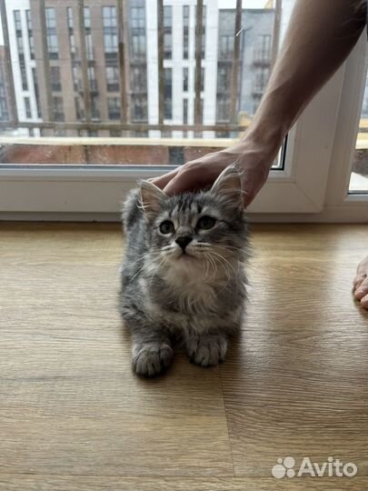 Котик в добрые руки