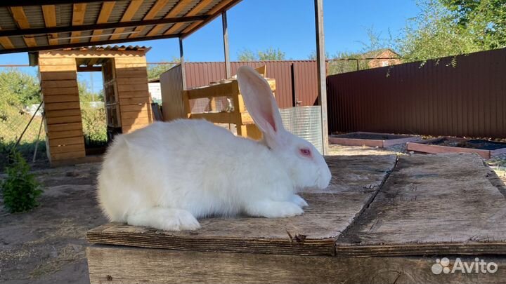 Белый паннон