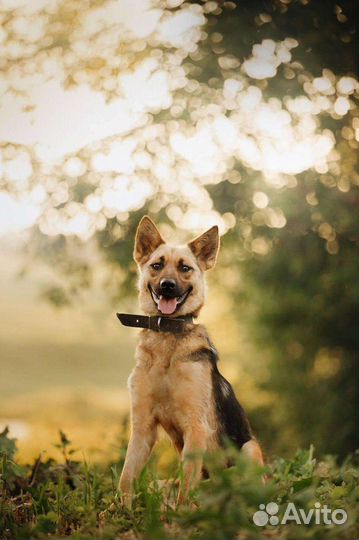 Собака в добрые руки помесь Овчарки