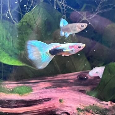 Гуппи чистая линия