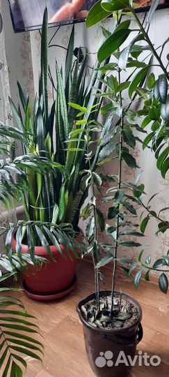 Комнатные растения цветы