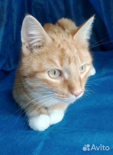 Кошка Эмили