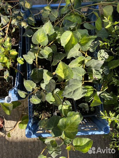 Плющ Солфет Харт