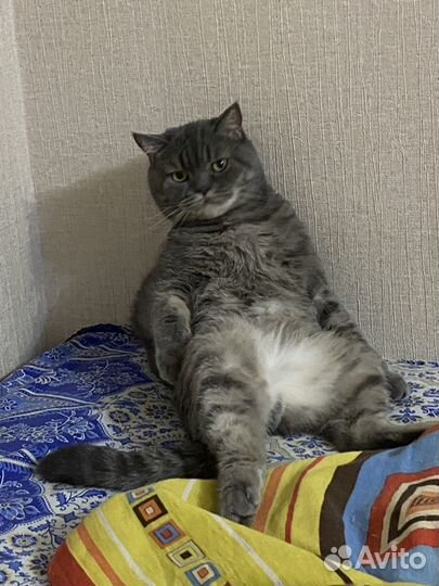 Кот в добрые руки