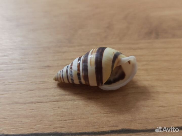 Морская раковина