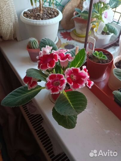 Глоксиния разные цветущие и укорененные листья