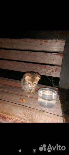 Вислоухие котята в добрые руки